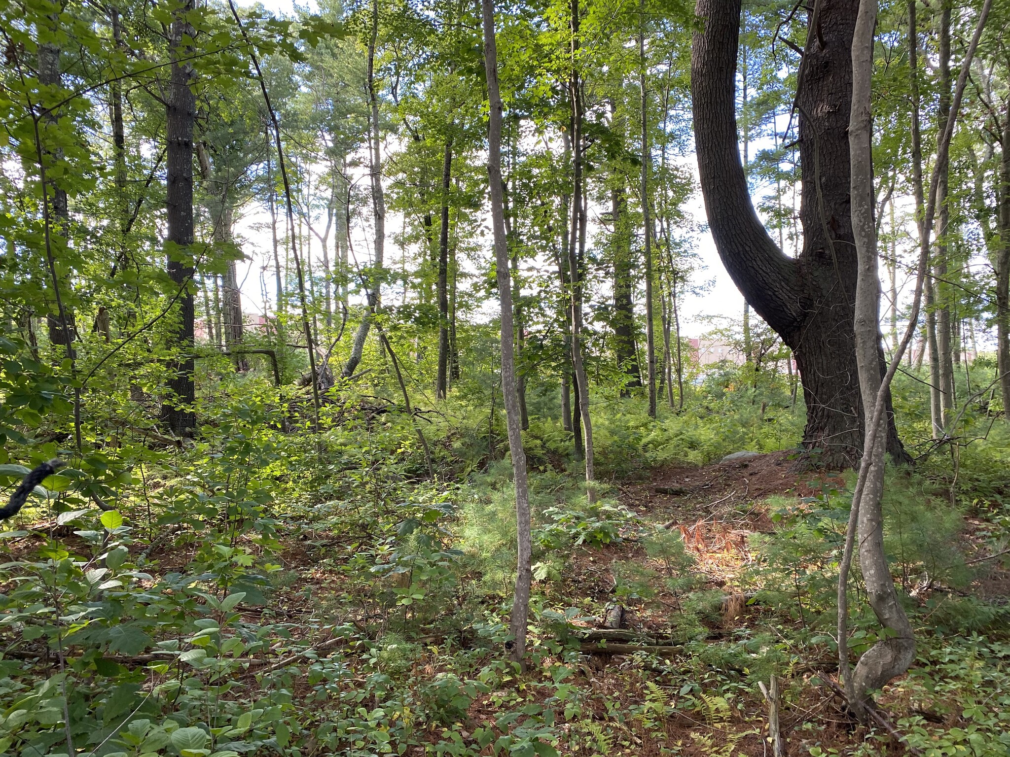 249 Maple Street, Bellingham, MA à vendre Autre– Image 1 sur 2