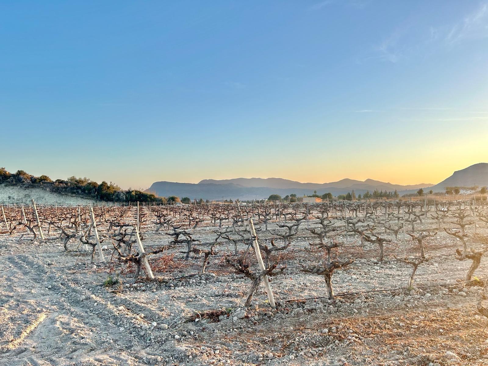 Terrain dans Novelda, Alicante à vendre Aérien– Image 1 sur 8