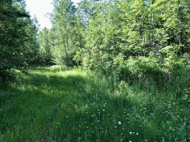 0 Bear Swamp, Peru, NY à vendre - Photo de l’immeuble – Image 3 sur 19