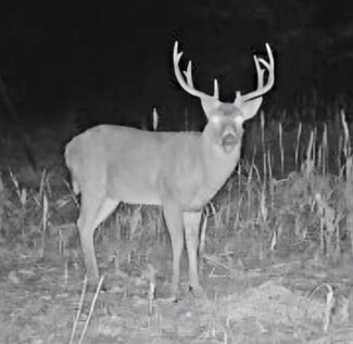 Plus de détails pour 1551 Bullpen Road Rd, Wiseman, AR - Terrain à vendre