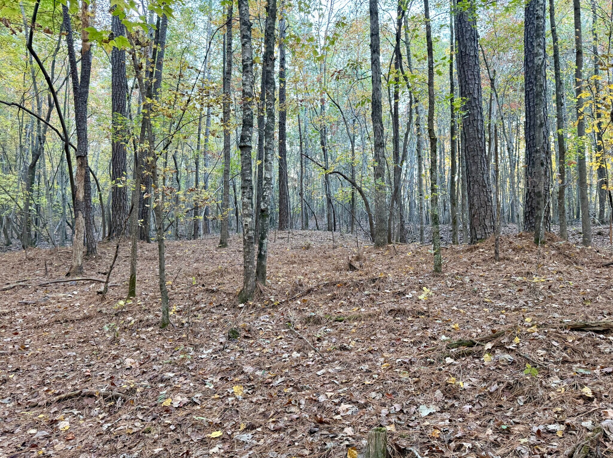 Airport Rd, Wadesboro, NC à vendre Photo principale– Image 1 sur 4