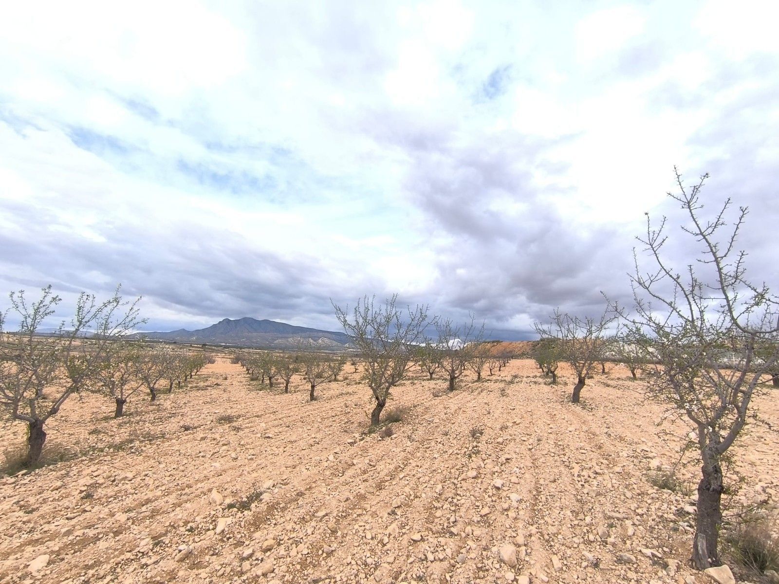 Terrain dans Yecla, Murcia à vendre Plan de site– Image 1 sur 5