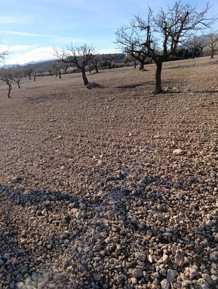 Terrain dans Bullas, Murcia à vendre - Photo de l’immeuble – Image 2 sur 10