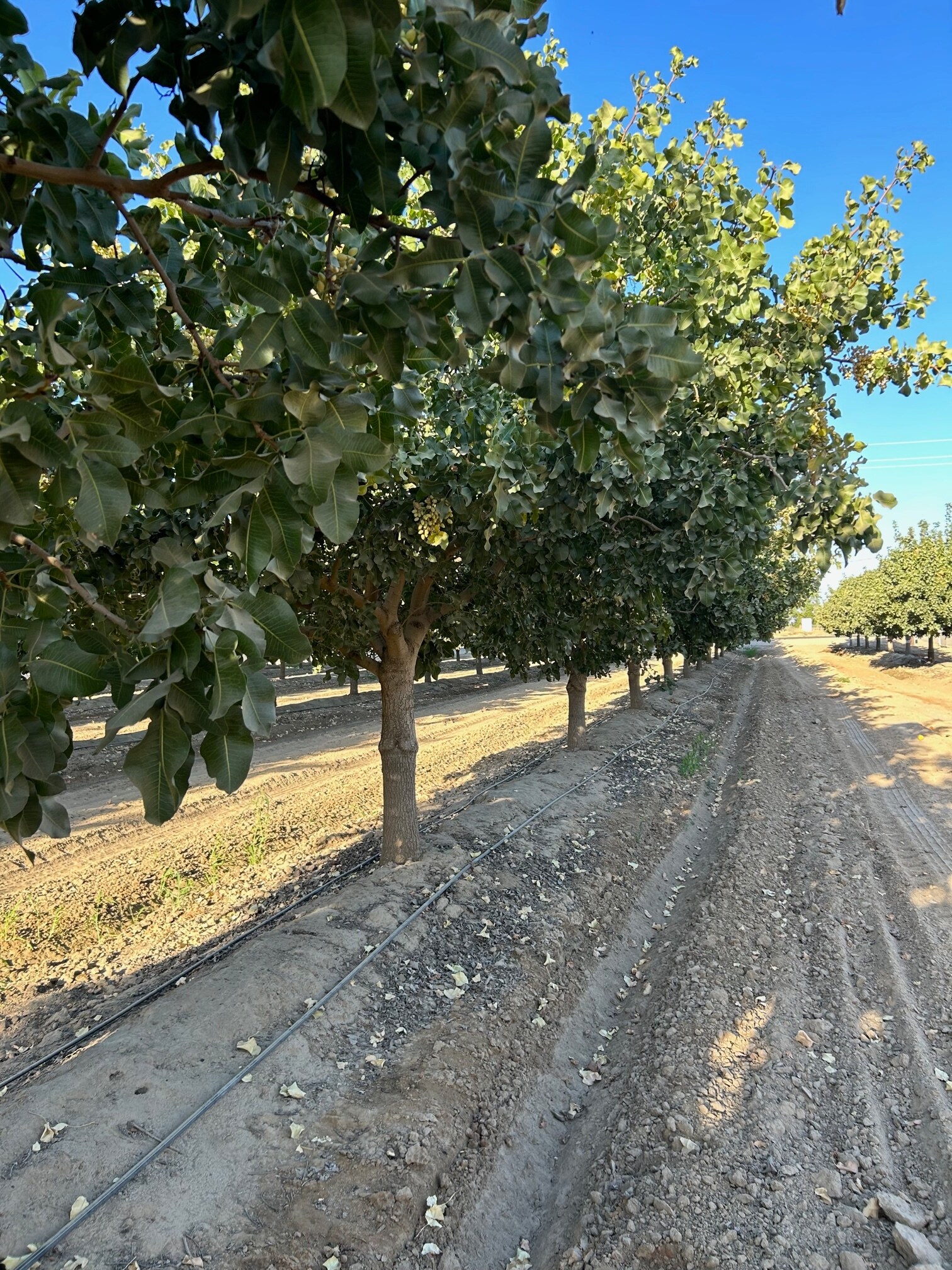 10431 S Bethel Ave, Selma, CA à vendre Photo principale– Image 1 sur 28