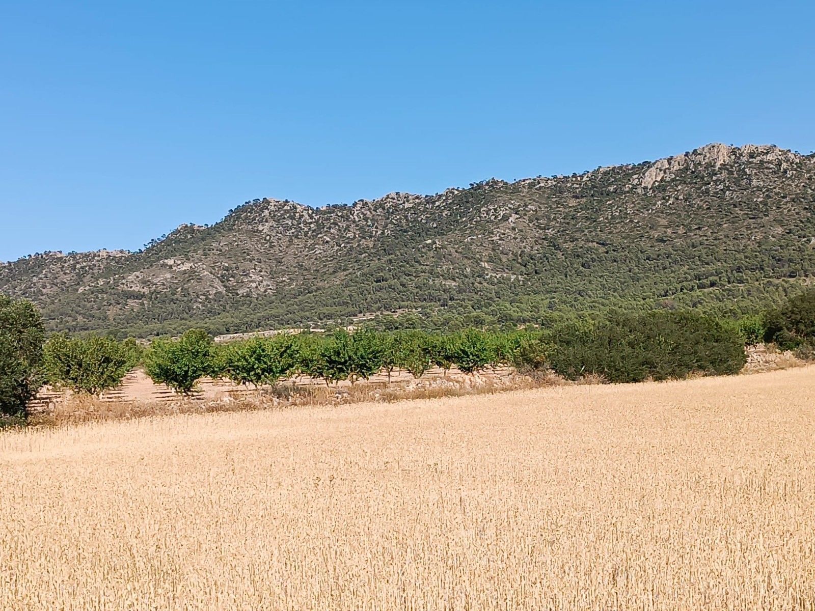 Terrain dans Yecla, Murcia à vendre Aérien– Image 1 sur 3