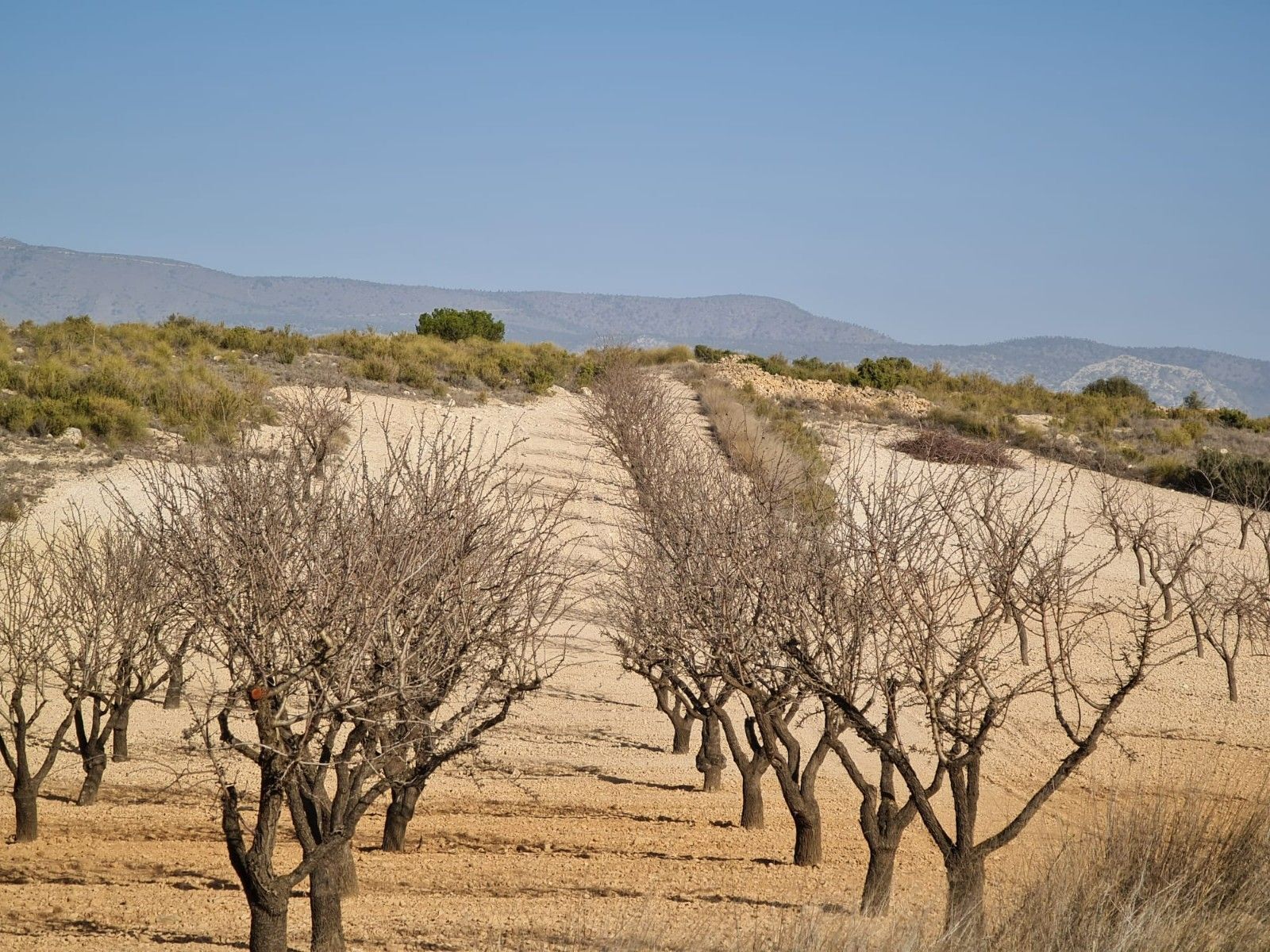 Terrain dans Jumilla, Murcia à vendre Photo principale– Image 1 sur 16