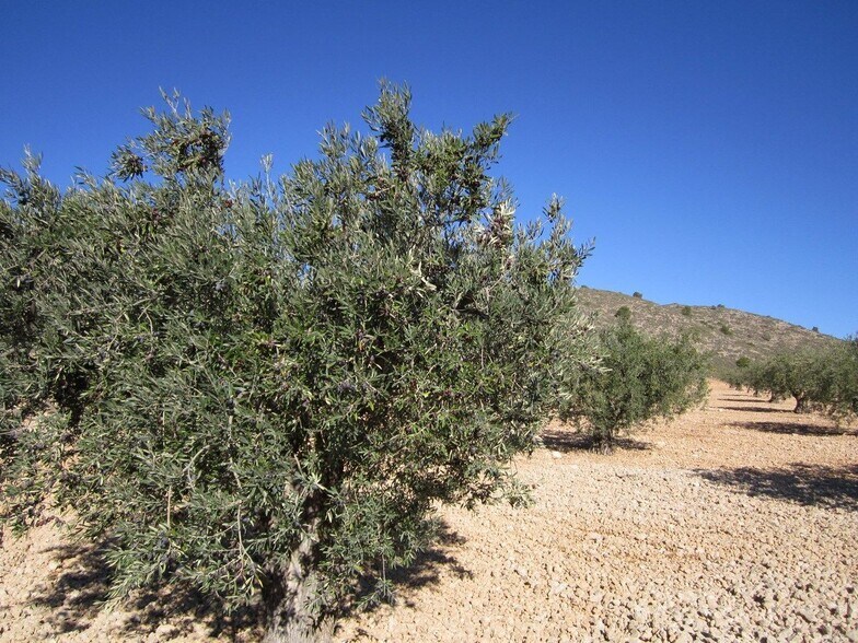 Terrain dans MURCIA à vendre - Photo principale – Image 3 sur 6