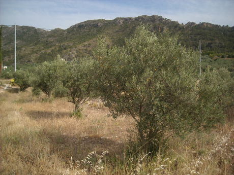Terrain dans Calasparra, Murcia à vendre - Plan de site – Image 3 sur 10