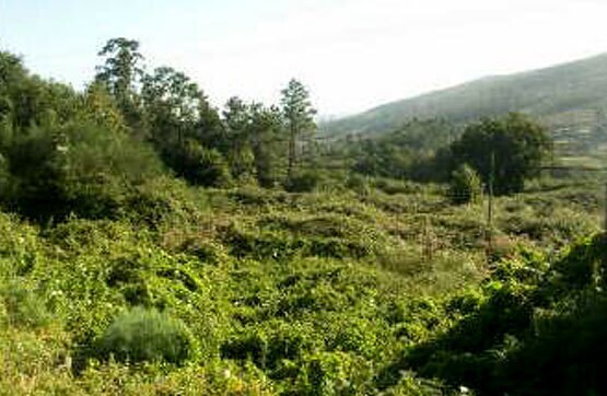 Terrain dans Pontevedra, Pontevedra à vendre - Photo de l’immeuble – Image 1 sur 1