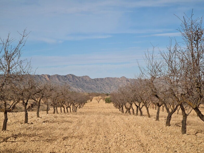 Terrain dans Yecla, Murcia à vendre - Photo principale – Image 1 sur 8