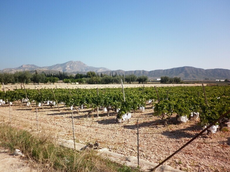 Terrain dans Novelda, Alicante à vendre - Aérien – Image 3 sur 10