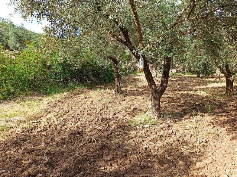 Terrain dans Alcolea del Río, Sevilla à vendre - Photo principale – Image 1 sur 12