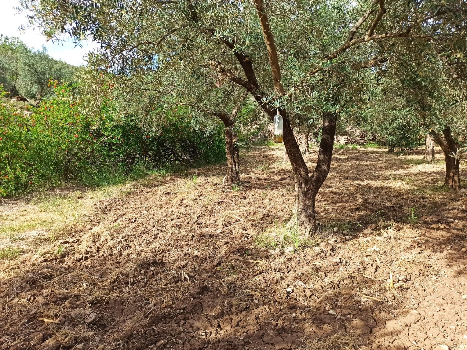 Terrain dans Alcolea del Río, Sevilla à vendre Photo principale– Image 1 sur 13