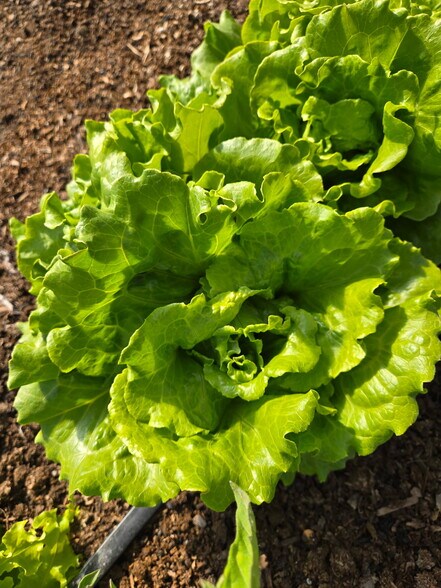 3526 Front St, Palisade, CO à vendre - Photo de l’immeuble – Image 3 sur 11