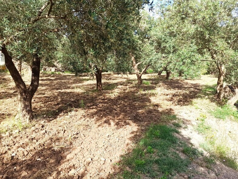 Terrain dans Alcolea del Río, Sevilla à vendre - Photo principale – Image 2 sur 12