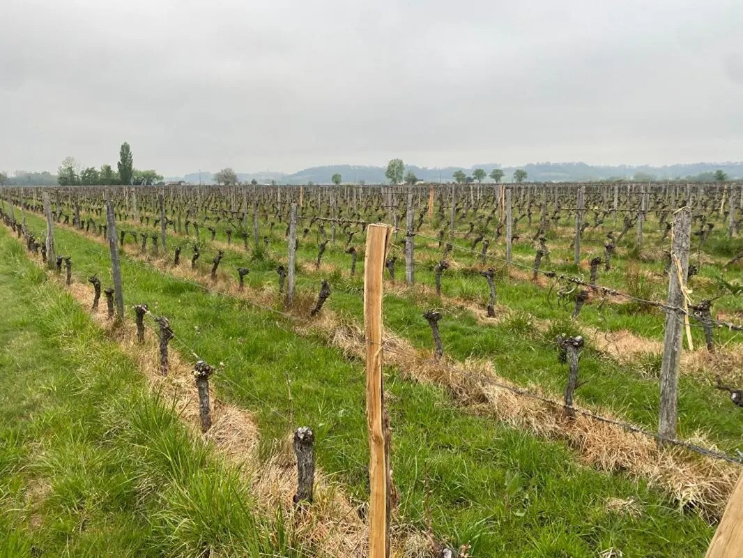 Terrain dans Saint-Émilion à vendre Photo principale– Image 1 sur 1