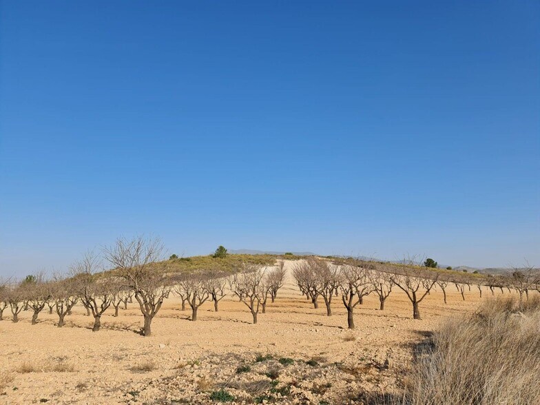Terrain dans Jumilla, Murcia à vendre - Photo principale – Image 2 sur 15