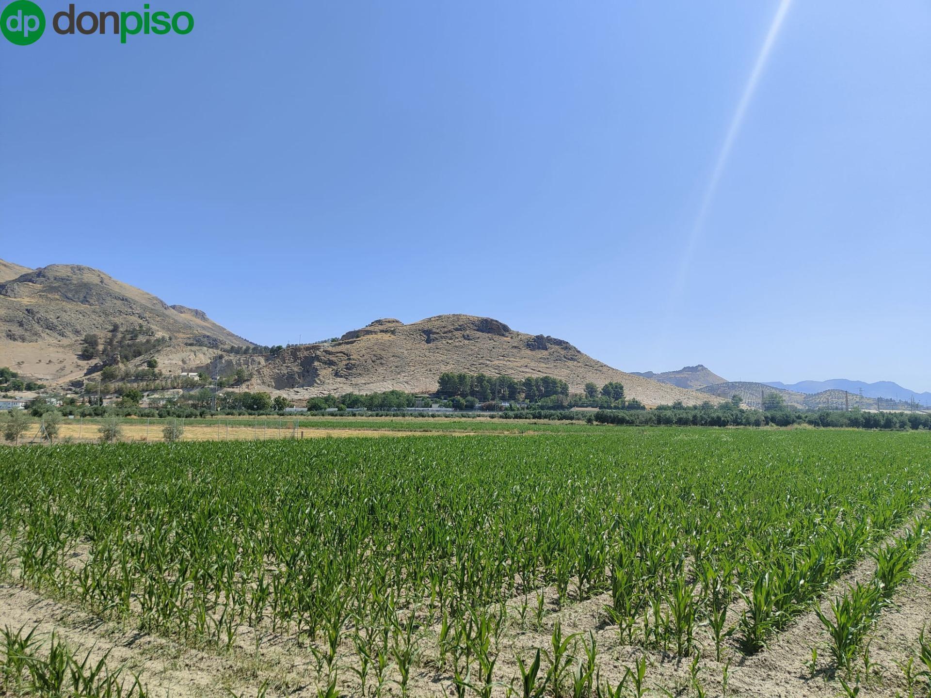 Carretera de Pinos Puente, Atarfe, Granada à vendre Photo principale– Image 1 sur 10