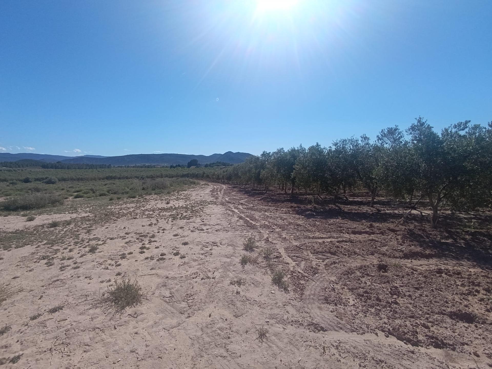 Partida los Cabezos, 16, Villena, Alicante à vendre Photo principale– Image 1 sur 5