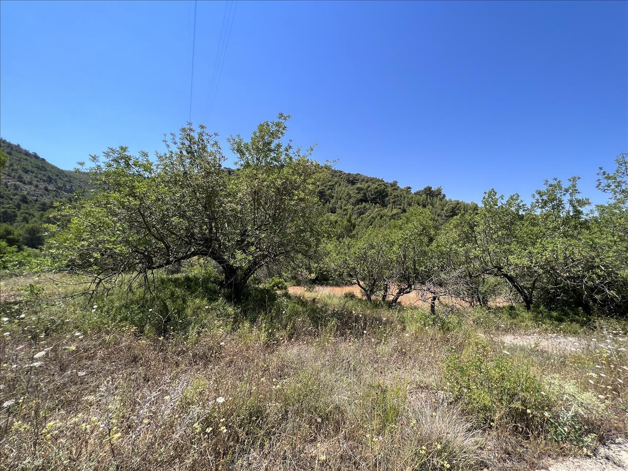Proc. Simplificado, Borriol, Castellón à vendre Photo principale– Image 1 sur 13
