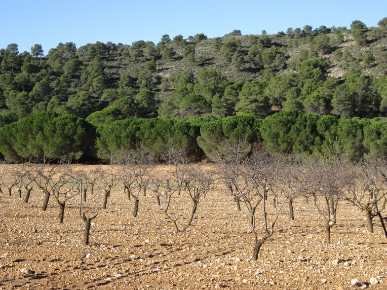 Terrain dans Yecla, Murcia à vendre - Photo principale – Image 3 sur 9