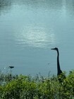 crane