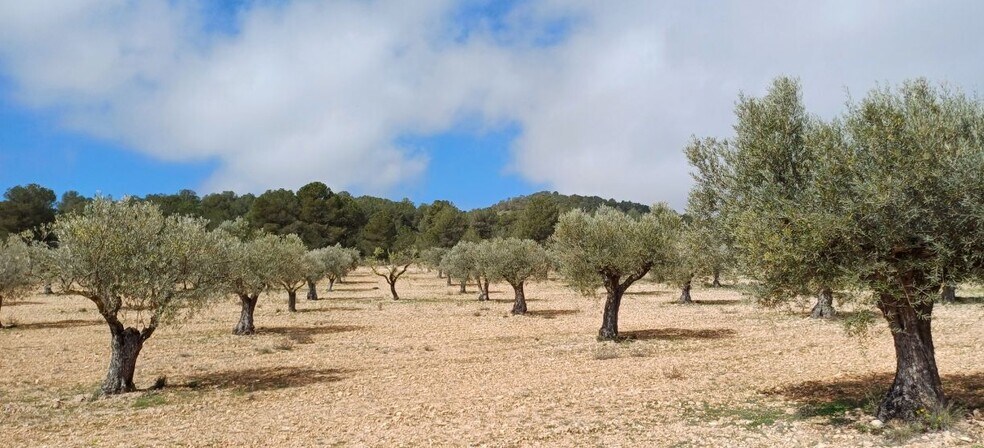 Terrain dans Yecla, Murcia à vendre - Photo principale – Image 2 sur 7
