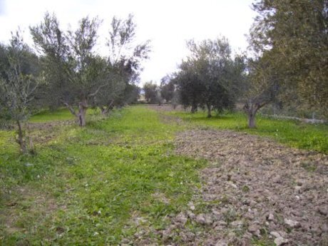 Terrain dans Calasparra, Murcia à vendre - Photo de l’immeuble – Image 3 sur 12
