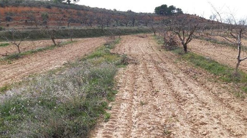 Camino de los Charquillos, Yecla, Murcia à louer - Plan de site – Image 2 sur 9