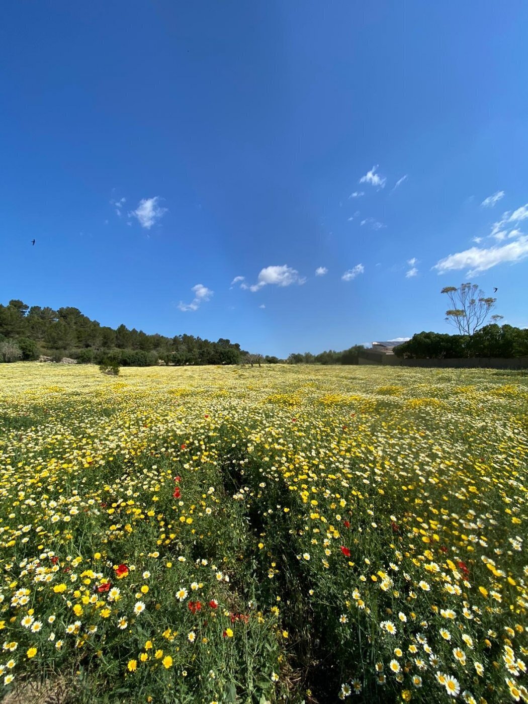 Terrain dans Manacor, Islas Baleares à vendre Aérien– Image 1 sur 8