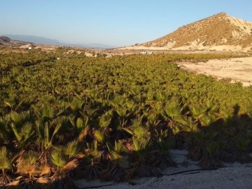 Terrain dans Fortuna, Murcia à vendre Plan de site– Image 1 sur 8