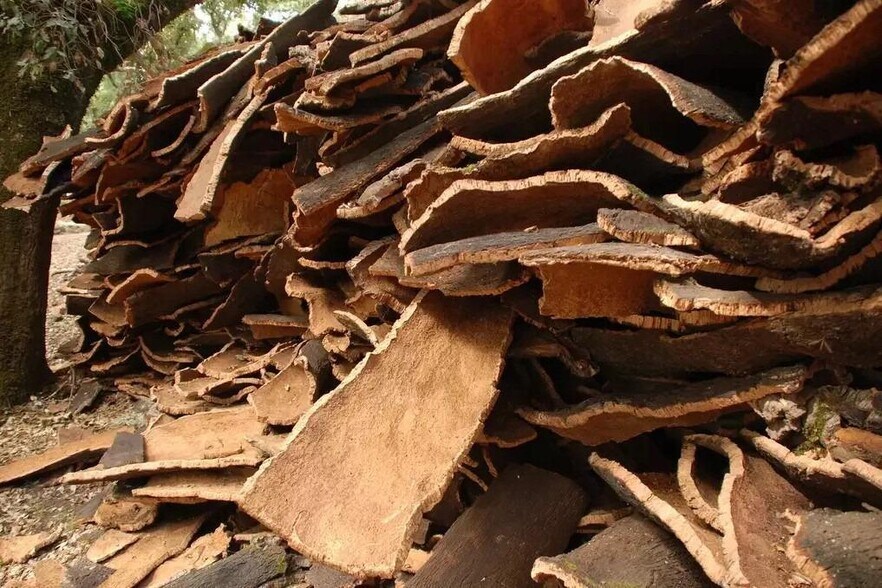 Terrain dans Mérida, Badajoz à vendre - Photo de l’immeuble – Image 3 sur 8