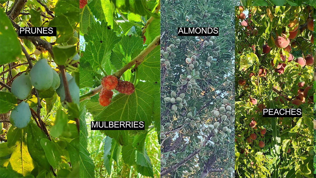 13915 US 70, Fort Thomas, AZ à vendre Photo principale– Image 1 sur 39