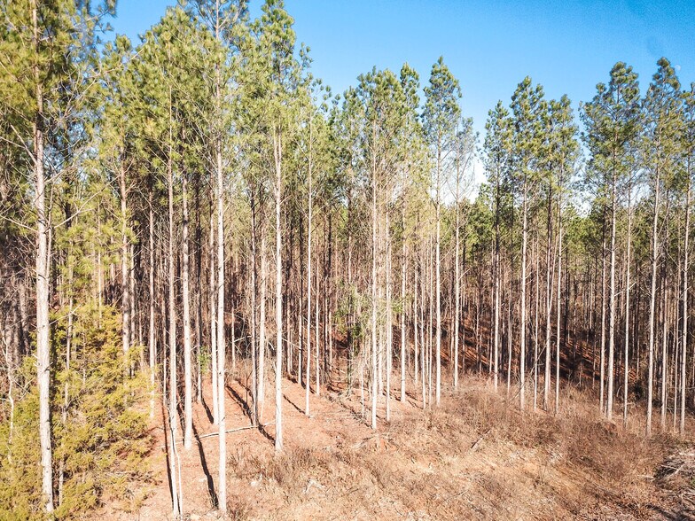 County Road 4141, New Site, MS à vendre - Autre – Image 3 sur 3