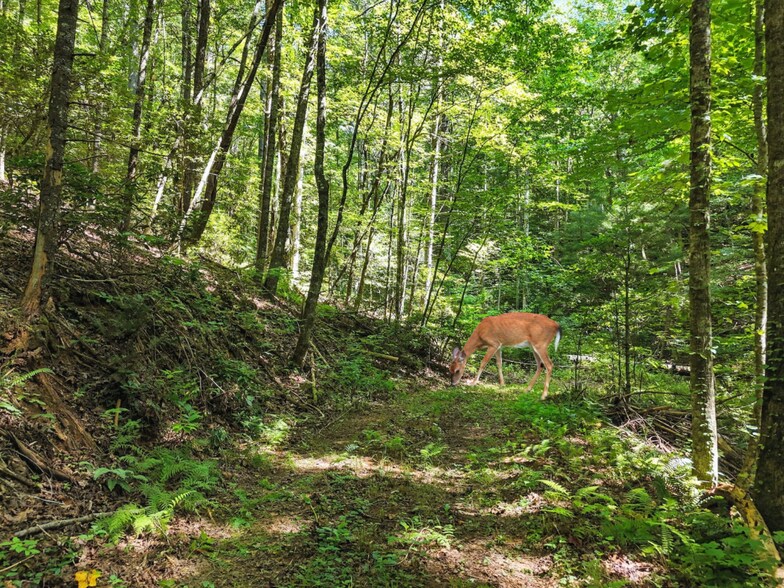 245+/- Acres Gates Chapel Rd, Ellijay, GA à vendre - Photo de l’immeuble – Image 3 sur 42