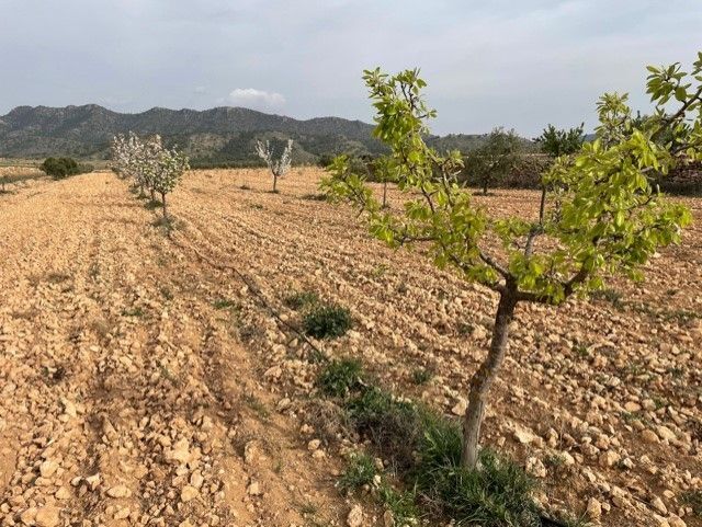 Terrain dans Yecla, Murcia à vendre Photo principale– Image 1 sur 27