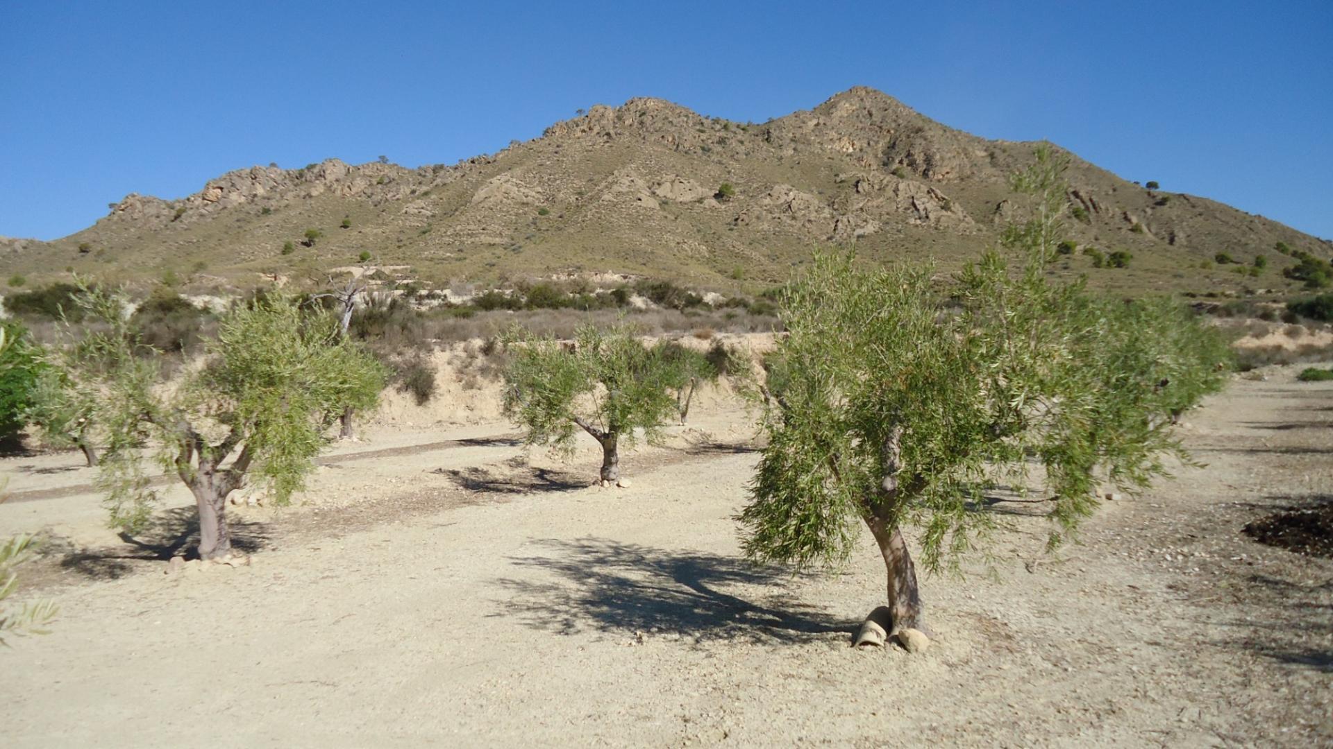 Terrain dans Abanilla, Murcia à vendre Photo principale– Image 1 sur 19