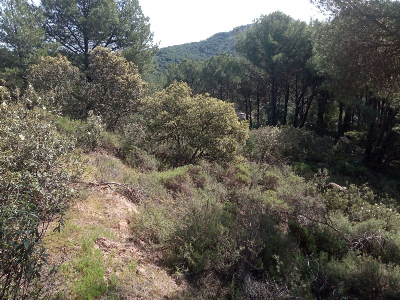 Terrain dans Córdoba, Córdoba à vendre Photo principale– Image 1 sur 4