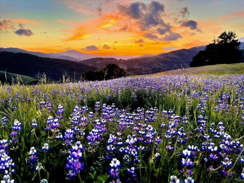 220 Wilder Ridge rd, Honeydew, CA à vendre - Photo de l’immeuble – Image 1 sur 41