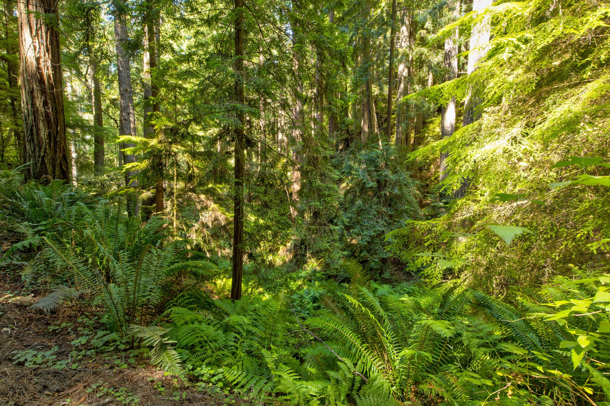 33170 Frog Pond rd, Little River, CA à vendre Photo principale– Image 1 sur 29