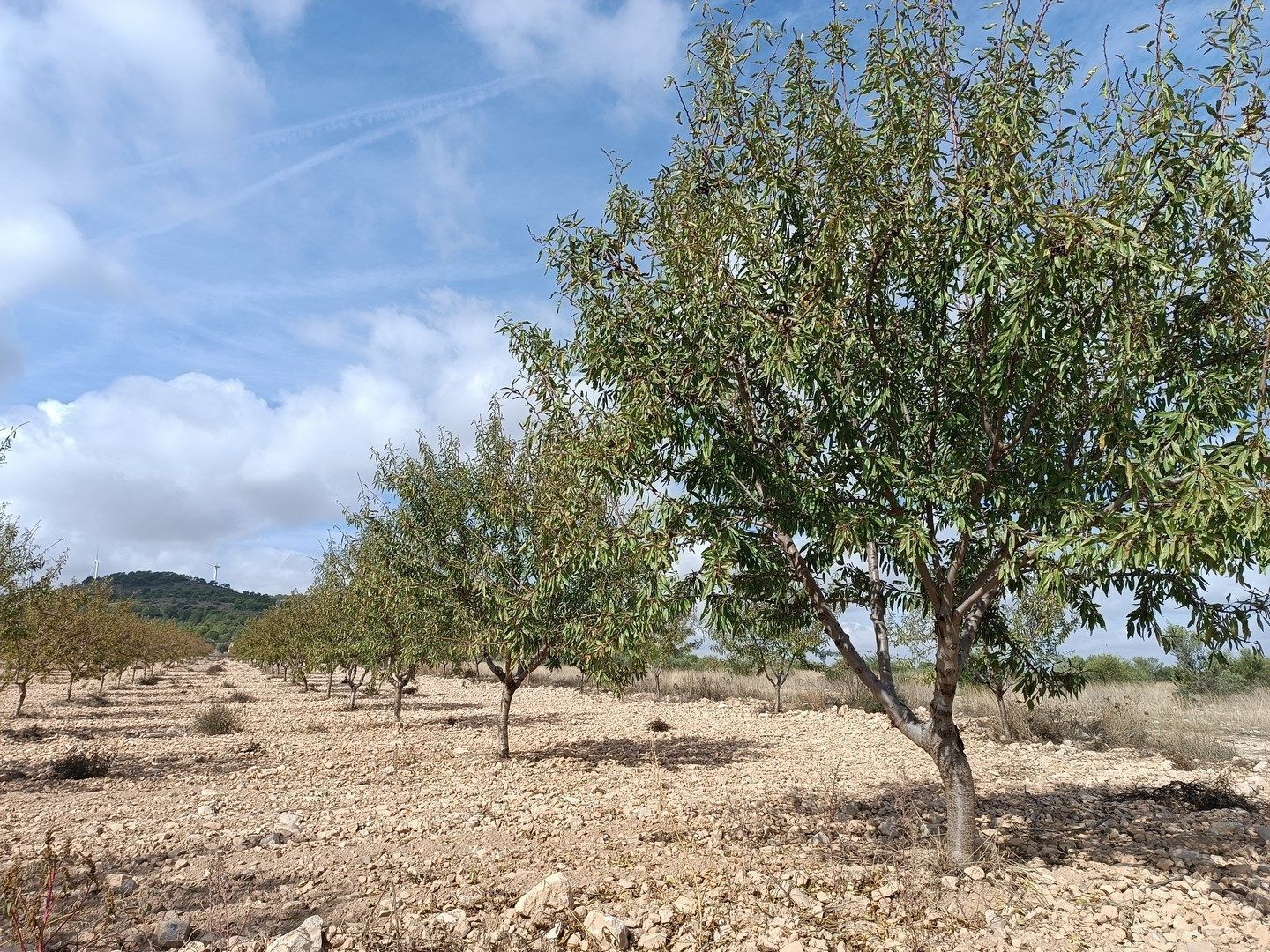 Terrain dans MURCIA à vendre Photo principale– Image 1 sur 6