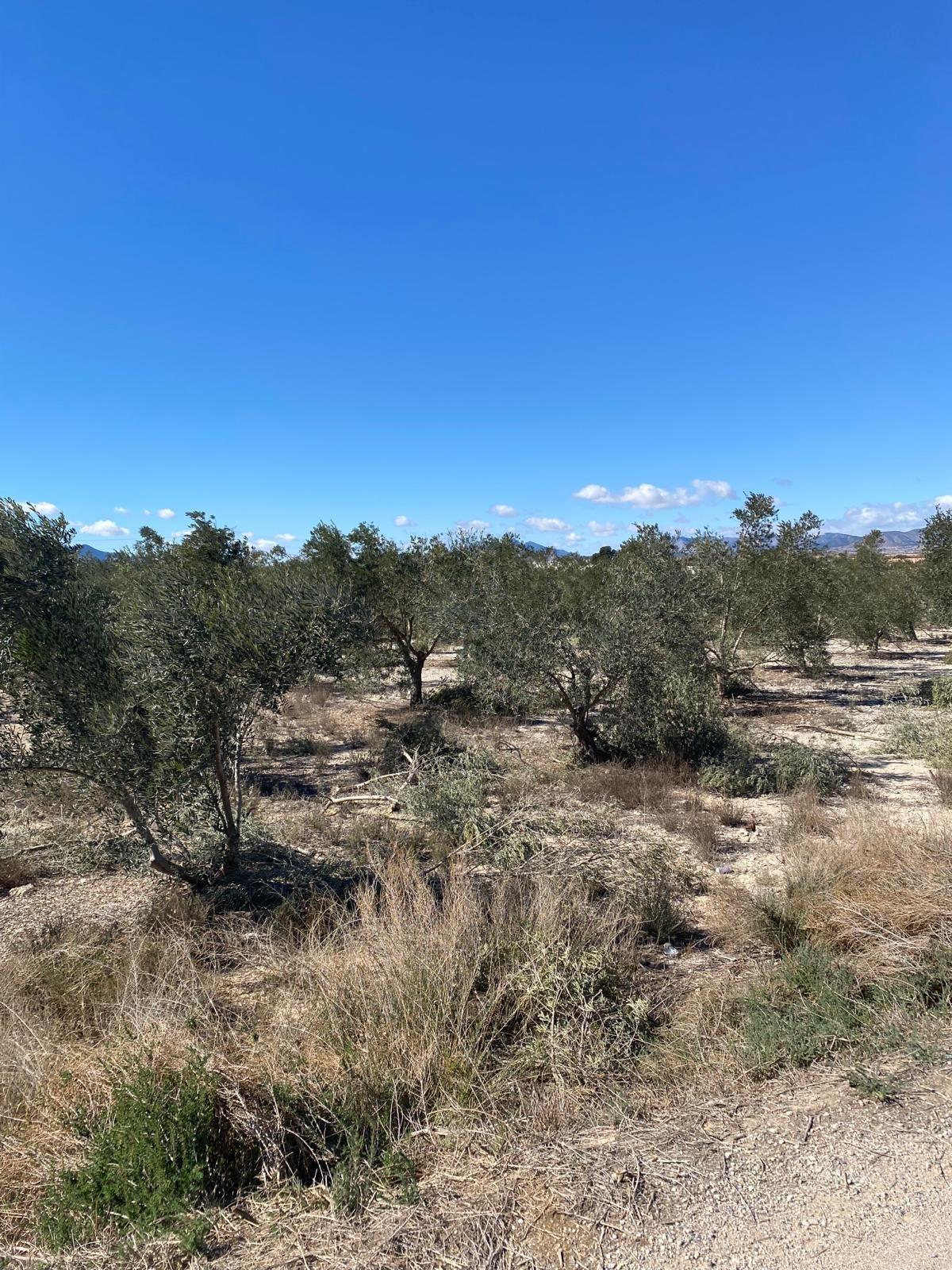 Terrain dans Monforte del Cid, Alicante à vendre Plan de site– Image 1 sur 3