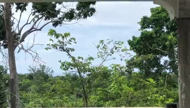 Services hôteliers dans West End Negril Jamaica, Negril à vendre - Vidéo sur l’annonce professionnelle – Image 2 sur 13