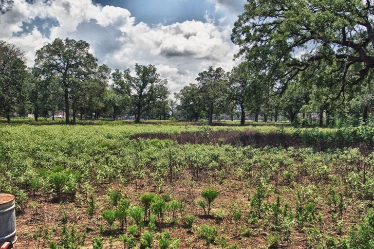 799 Highway 71 W, Bastrop, TX à vendre Photo de l’immeuble– Image 1 sur 7