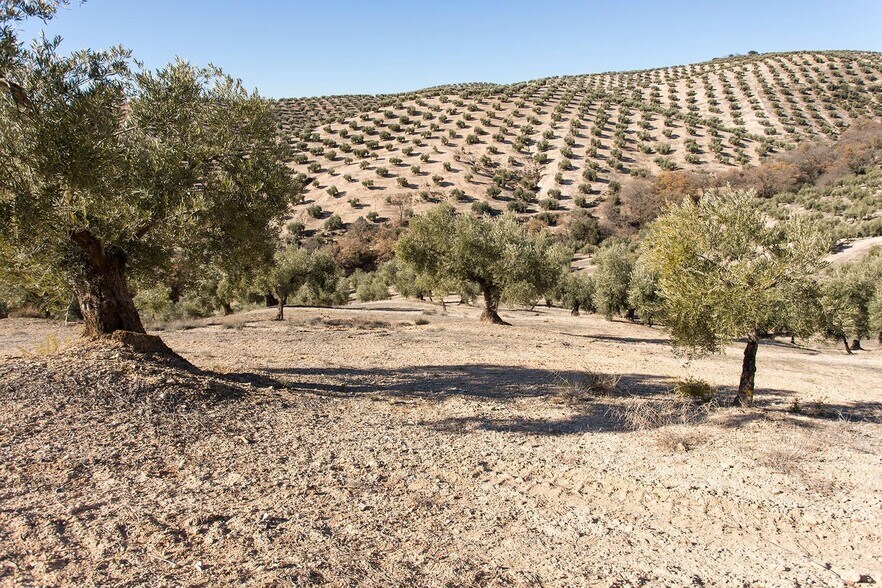 Poligono, 2 Parcela 276 Y, Campotéjar, Granada à vendre - Aérien – Image 2 sur 30
