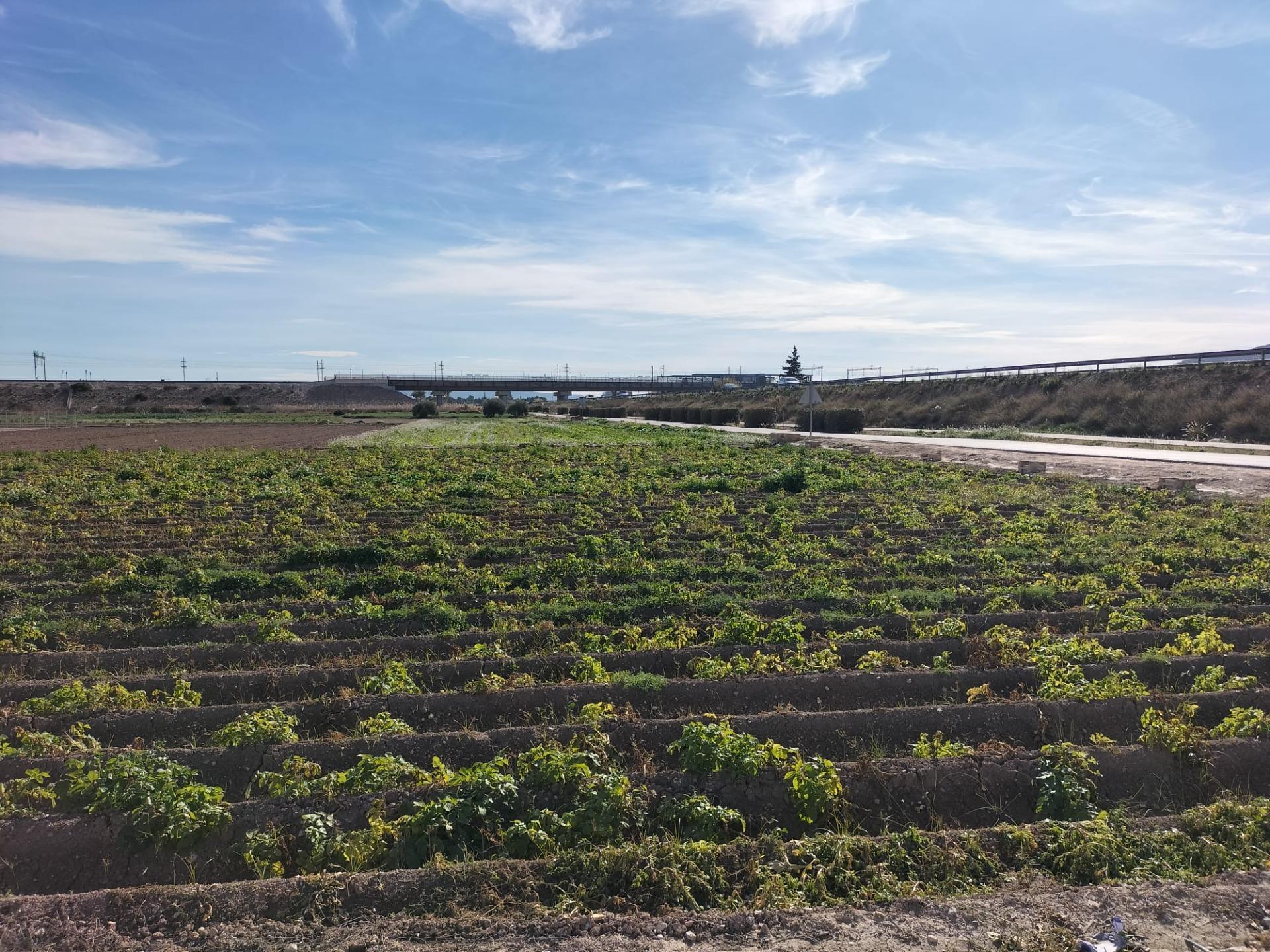 Terrain dans Cox, Alicante à vendre Aérien– Image 1 sur 5