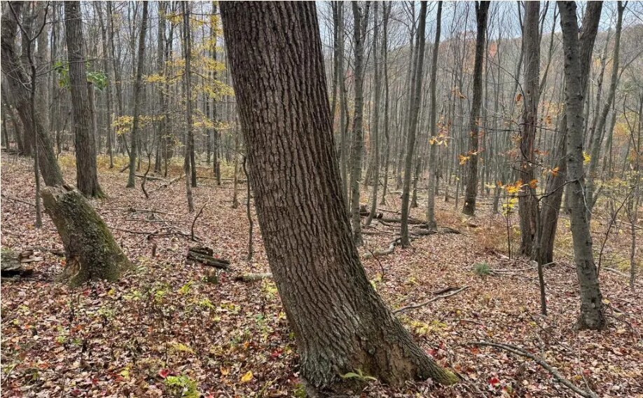 Coles Valley rd, Robertsdale, PA à vendre - Autre – Image 3 sur 4