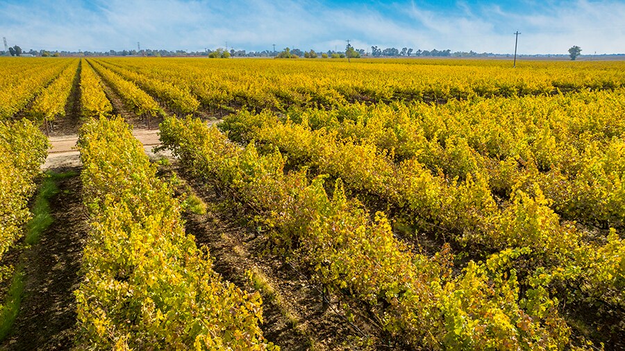 Colony Ranch Vineyard, Wilton, CA à vendre - Photo de l’immeuble – Image 3 sur 11
