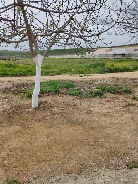 Paso Particular Oe, R5, Burguillos, Sevilla à vendre - Photo principale – Image 3 sur 19