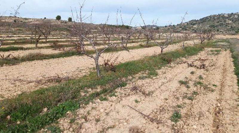 Camino de los Charquillos, Yecla, Murcia à louer - Photo principale – Image 1 sur 9